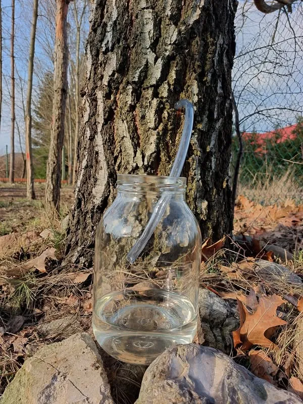 збіраюць бярозавы сок у сакавіку красавіку