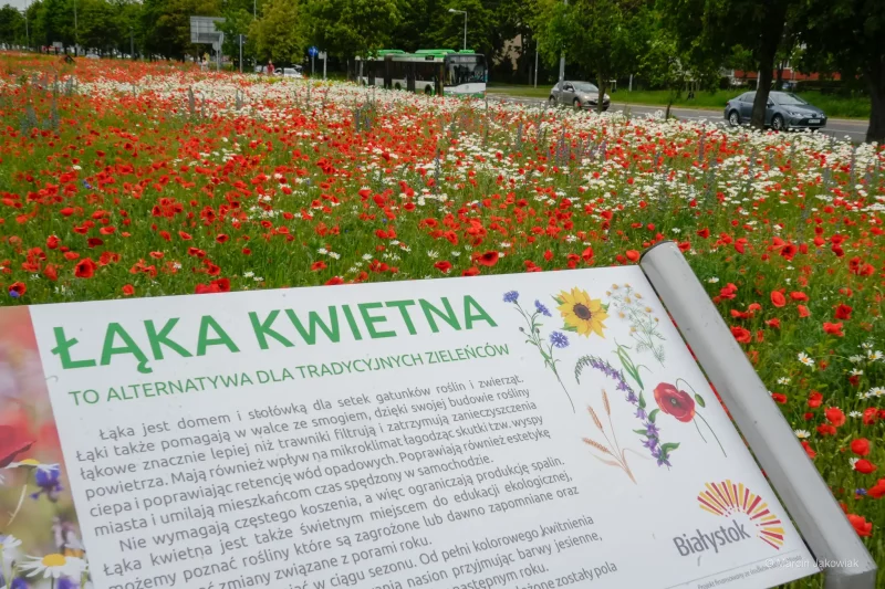 маки в Белостоке