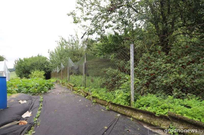 «Живут везде: в доме, сарае, гараже». В Лидском районе соседи-пенсионеры и зоозащитница спорят из-за 13 собак и некошеной травы