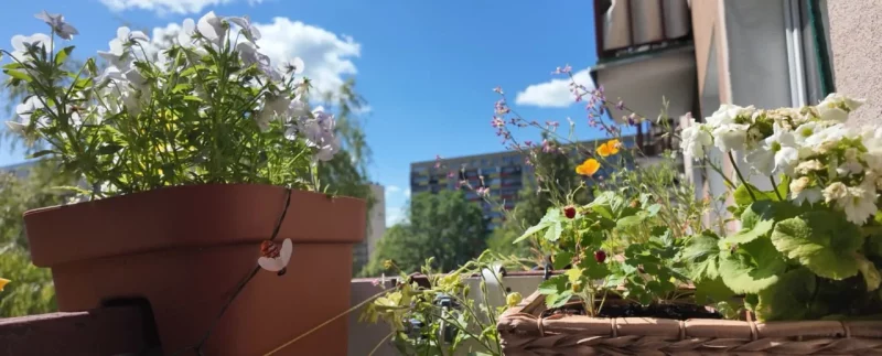 Агарод на балконе Вольгі. Фота прадстаўленыя гераіняй