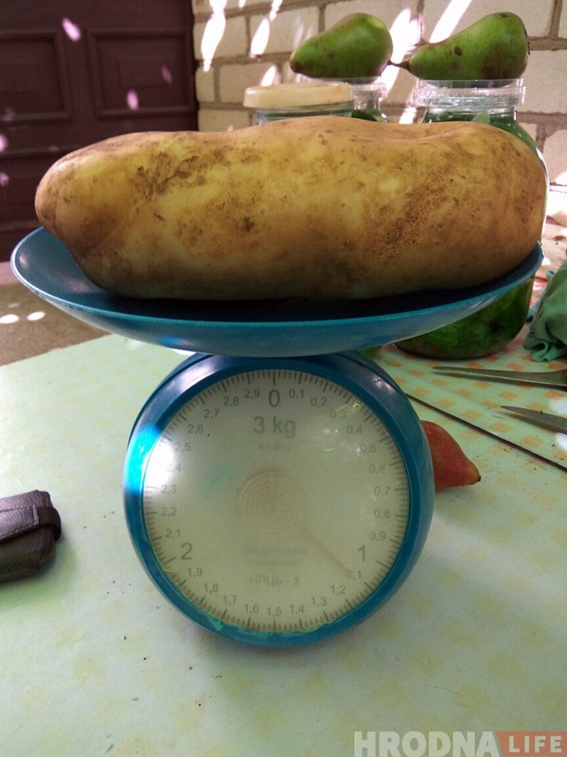 В Гродно пенсионеры вырастили картофелину-гиганта весом более килограмма В Гродно пенсионеры вырастили картофелину-гиганта весом более килограмма