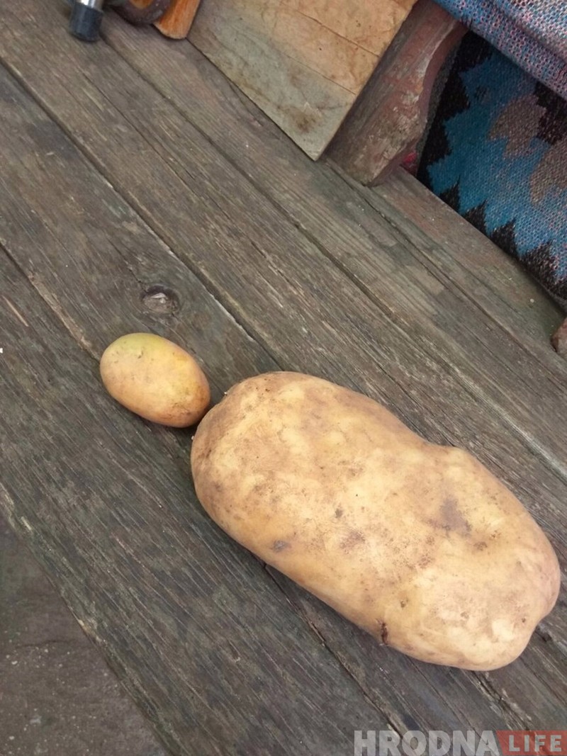 В Гродно пенсионеры вырастили картофелину-гиганта весом более килограмма В Гродно пенсионеры вырастили картофелину-гиганта весом более килограмма