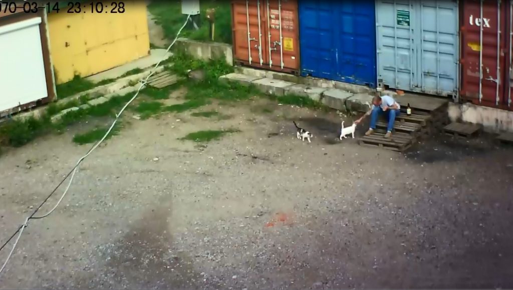 Гродненские зоозащитники ищут мужчину, который убил на улице кота