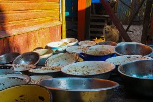 Фонтаны, Нёман и Городничанка. От жары гродненцы прячутся в воду