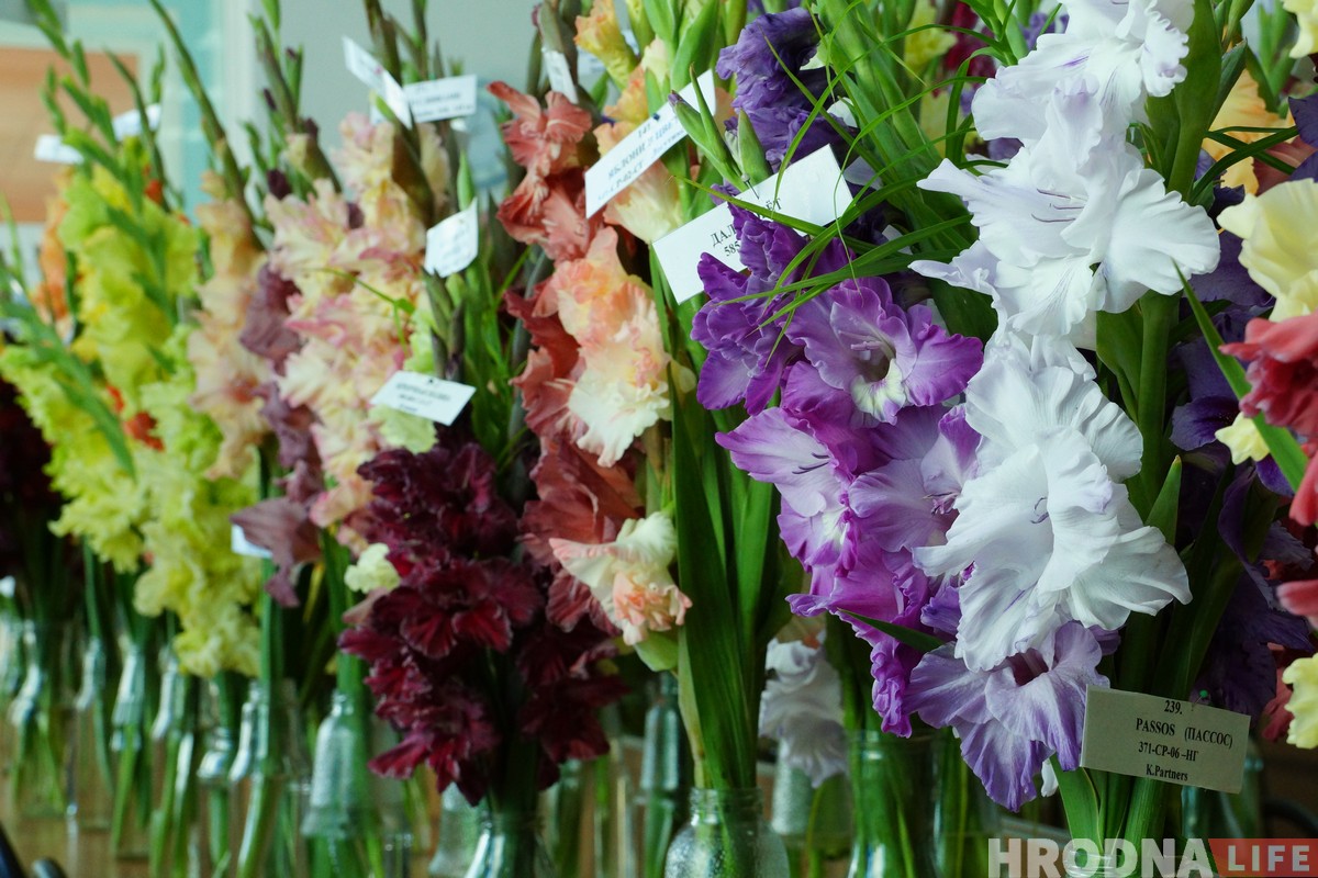 Выставка гладиолусов, которые нельзя не полюбить, проходит в Гродно Выставка гладиолусов, которые нельзя не полюбить, проходит в Гродно