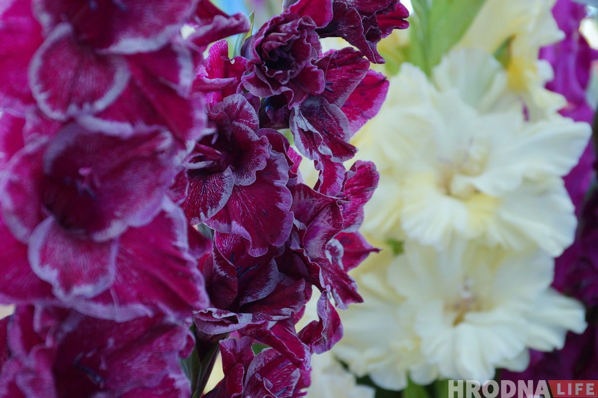 Выставка гладиолусов, которые нельзя не полюбить, проходит в Гродно Выставка гладиолусов, которые нельзя не полюбить, проходит в Гродно