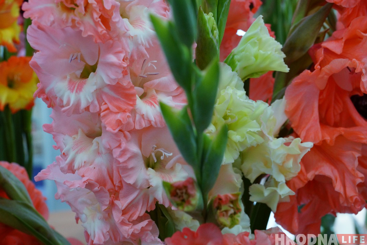 Выставка гладиолусов, которые нельзя не полюбить, проходит в Гродно Выставка гладиолусов, которые нельзя не полюбить, проходит в Гродно