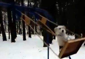 Чего только не увидишь в Гродно: в Пышках гуляет собака, которая любит кататься на качелях Чего только не увидишь в Гродно: в Пышках гуляет собака, которая любит кататься на качелях