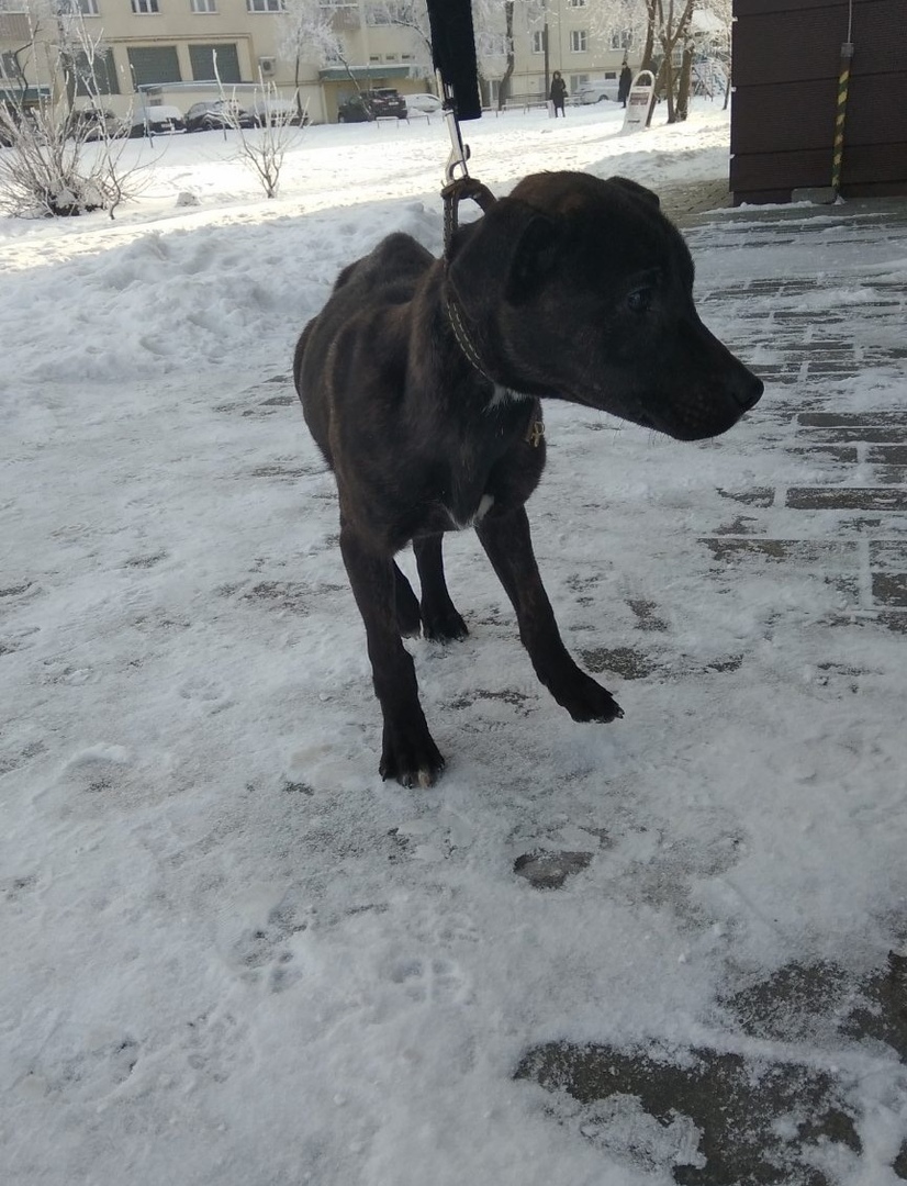 Милиция проводит проверку по делу привязанной в Ольшанке собаки Милиция проводит проверку по делу привязанной в Ольшанке собаки