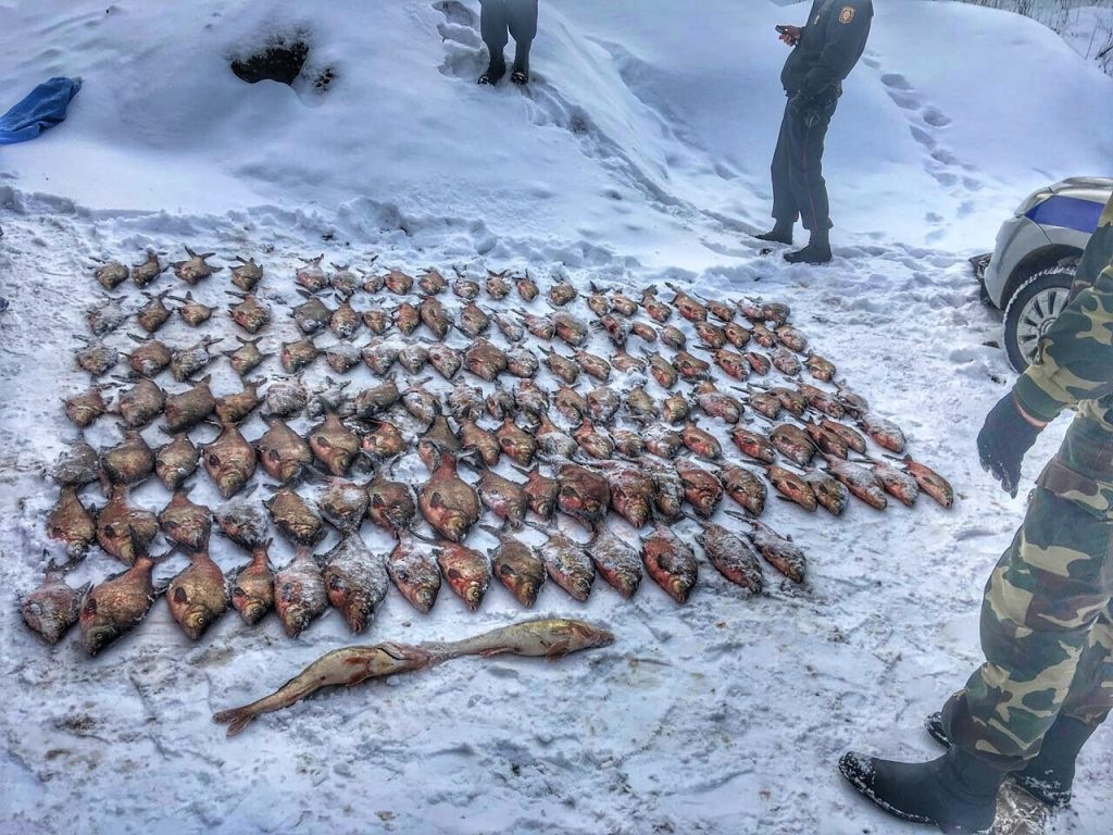 Взяли с поличным: возле Гродно задержали браконьеров со 134 килограммами пойманной рыбы