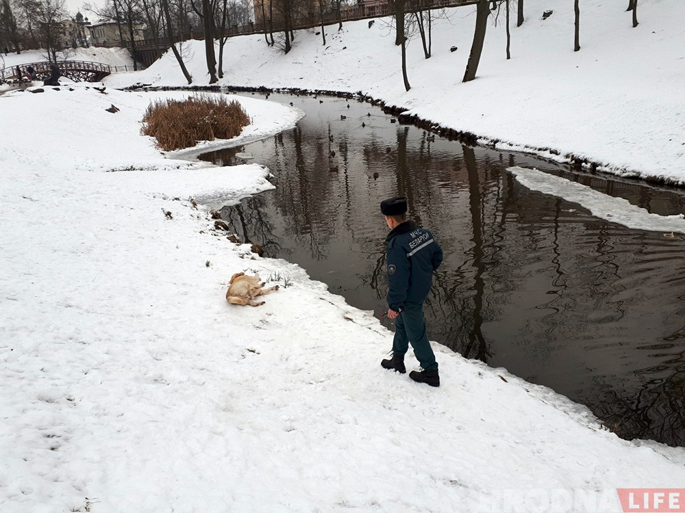 Гродненские спасатели вытащили из воды еще одну собаку Гродненские спасатели вытащили из воды еще одну собаку