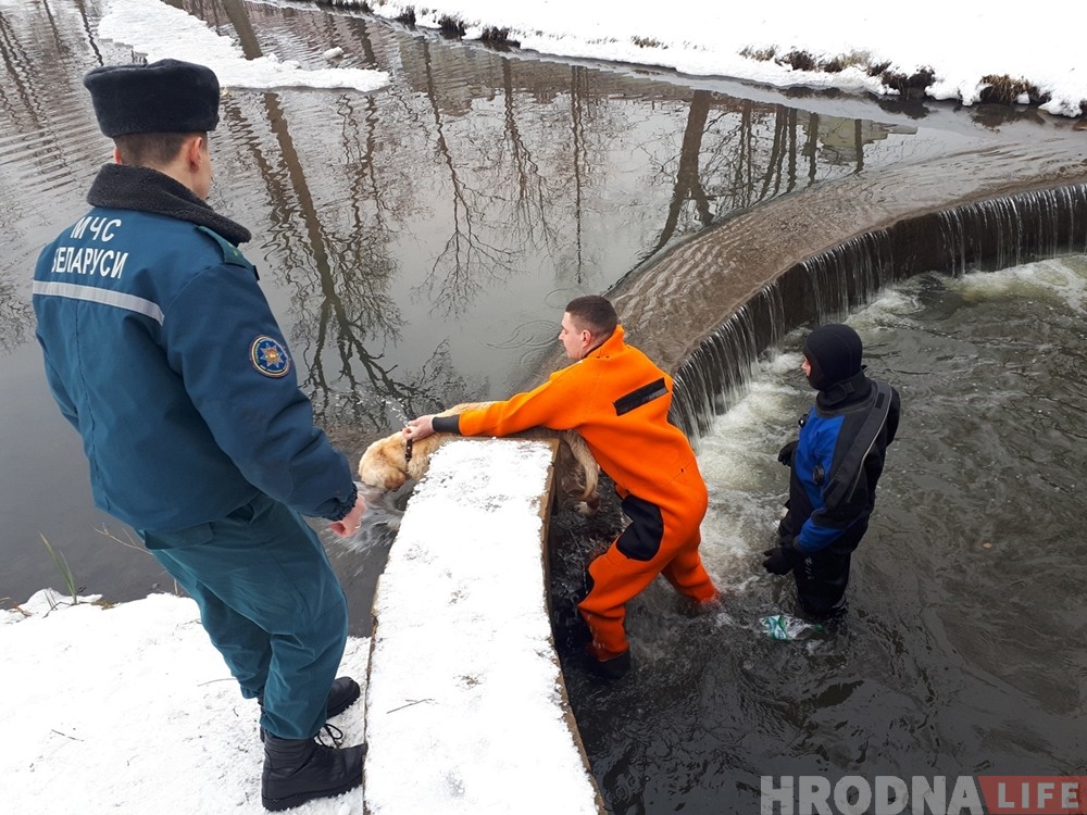 Гродненские спасатели вытащили из воды еще одну собаку Гродненские спасатели вытащили из воды еще одну собаку