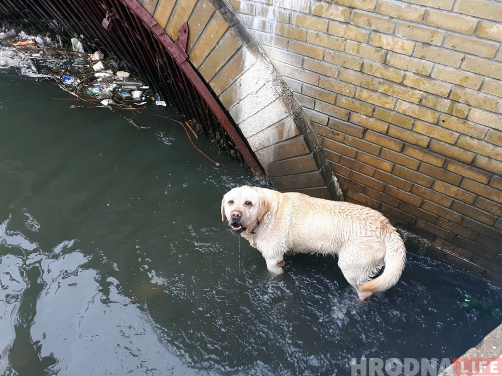 Гродненские спасатели вытащили из воды еще одну собаку Гродненские спасатели вытащили из воды еще одну собаку