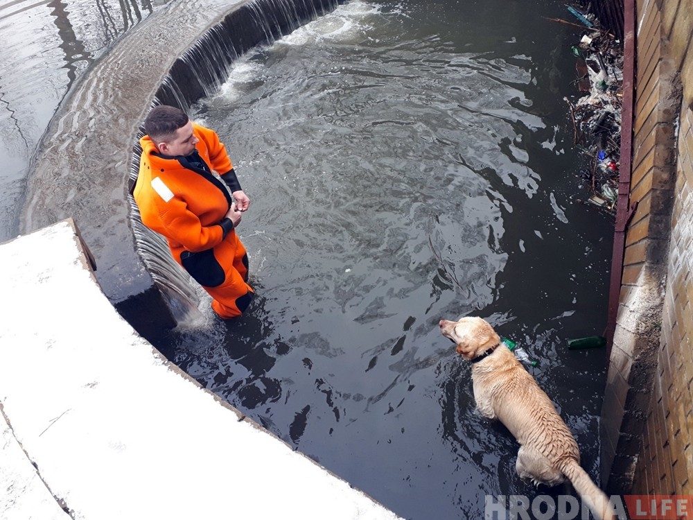 Гродненские спасатели вытащили из воды еще одну собаку Гродненские спасатели вытащили из воды еще одну собаку