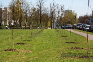 Как будут озеленять Гродно по экологической стратегии генплана города