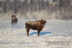 Поставят наряды и ограничат скорость: как будут бороться с зубрами на дорогах Поставят наряды и ограничат скорость: как будут бороться с зубрами на дорогах