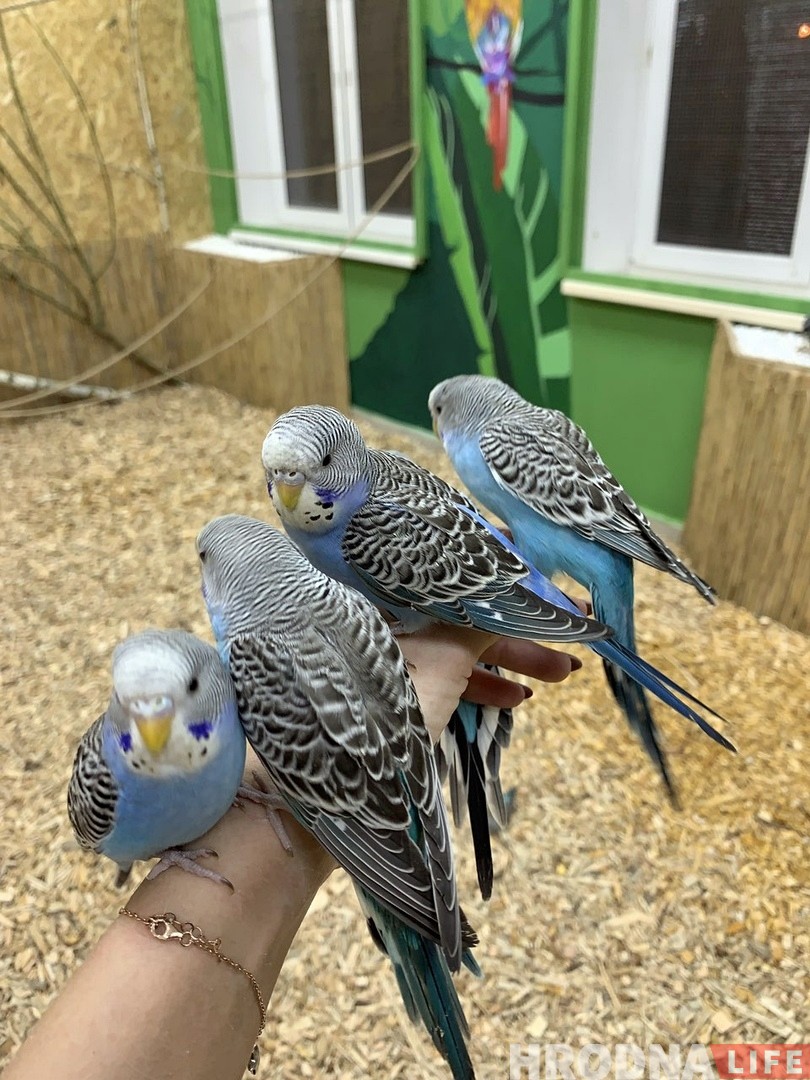 "Попугаи могут впасть в депрессию и не найти себе пару". Орнитологи и зоозащитники про гродненскую "Попугайню" "Попугаи могут впасть в депрессию и не найти себе пару". Орнитологи и зоозащитники про гродненскую "Попугайню"