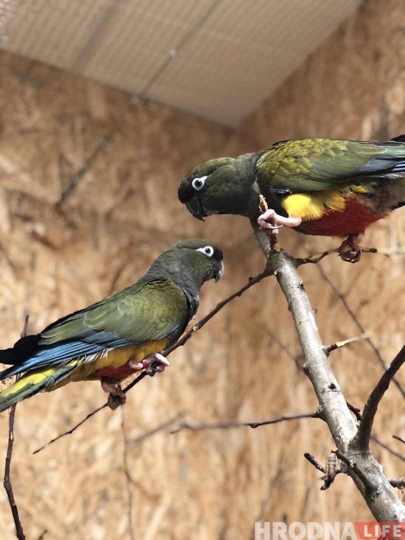 "Попугаи могут впасть в депрессию и не найти себе пару". Орнитологи и зоозащитники про гродненскую "Попугайню" "Попугаи могут впасть в депрессию и не найти себе пару". Орнитологи и зоозащитники про гродненскую "Попугайню"
