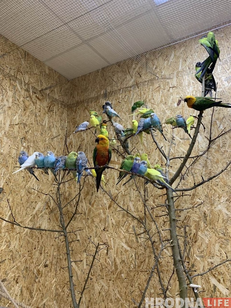 "Попугаи могут впасть в депрессию и не найти себе пару". Орнитологи и зоозащитники про гродненскую "Попугайню" "Попугаи могут впасть в депрессию и не найти себе пару". Орнитологи и зоозащитники про гродненскую "Попугайню"