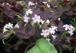 600 тысяч цветов высадят в Гродно этой весной 600 тысяч цветов высадят в Гродно этой весной