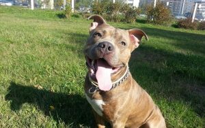 После нападения собаки на ребенка прокуратура проверила условия содержания животных После нападения собаки на ребенка прокуратура проверила условия содержания животных