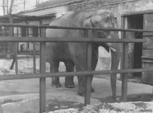 Зубры уничтожают озимые посевы в Гродненской области Зубры уничтожают озимые посевы в Гродненской области