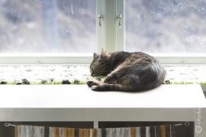 Бездомный кот за 200 евро. Как устроен шведский приют для кошек (похожий на отель у моря!) и сколько стоит детский сад для собак