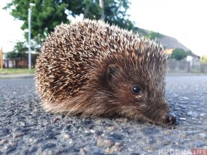 Осторожно ежики! В Гродно нашествие колючих животных