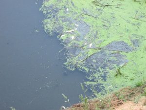 В Гродно засыхают пруды и сохнут деревья. ЖКХ: закачка воды нецелесообразна