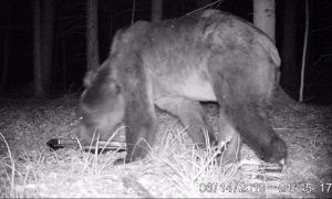 В Беловежскую пущу пришел медведь