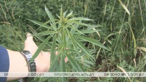 Под Гродно уничтожили конопляное поле