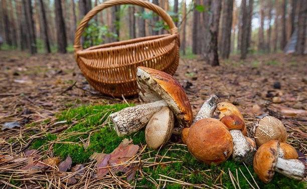 Милиция рассказала, где чаще всего пропадают грибники Милиция рассказала, где чаще всего пропадают грибники