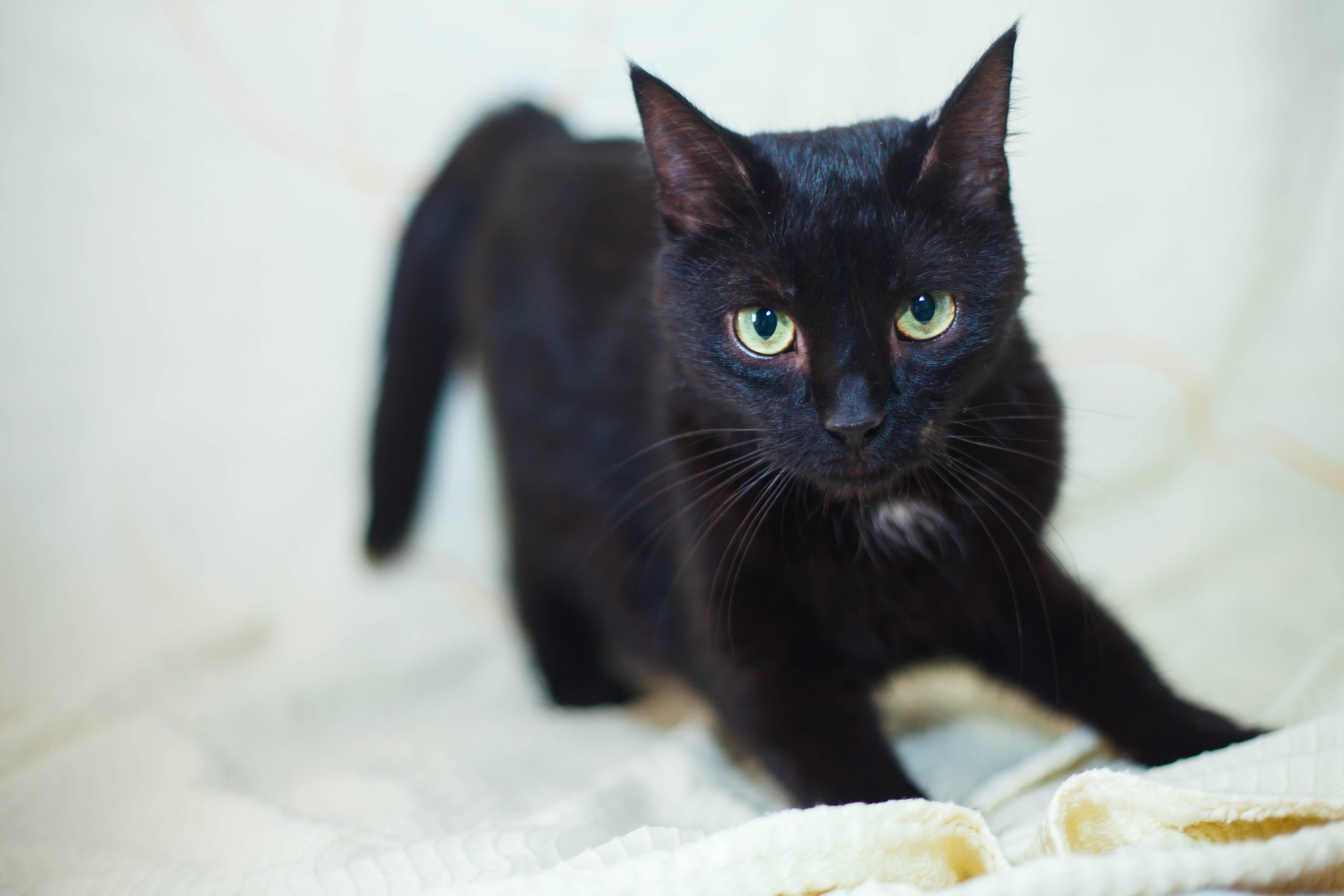 Животные ищут дом: собаки-охранницы и ласковые котики, которых вы можете взять к себе Животные ищут дом: собаки-охранницы и ласковые котики, которых вы можете взять к себе