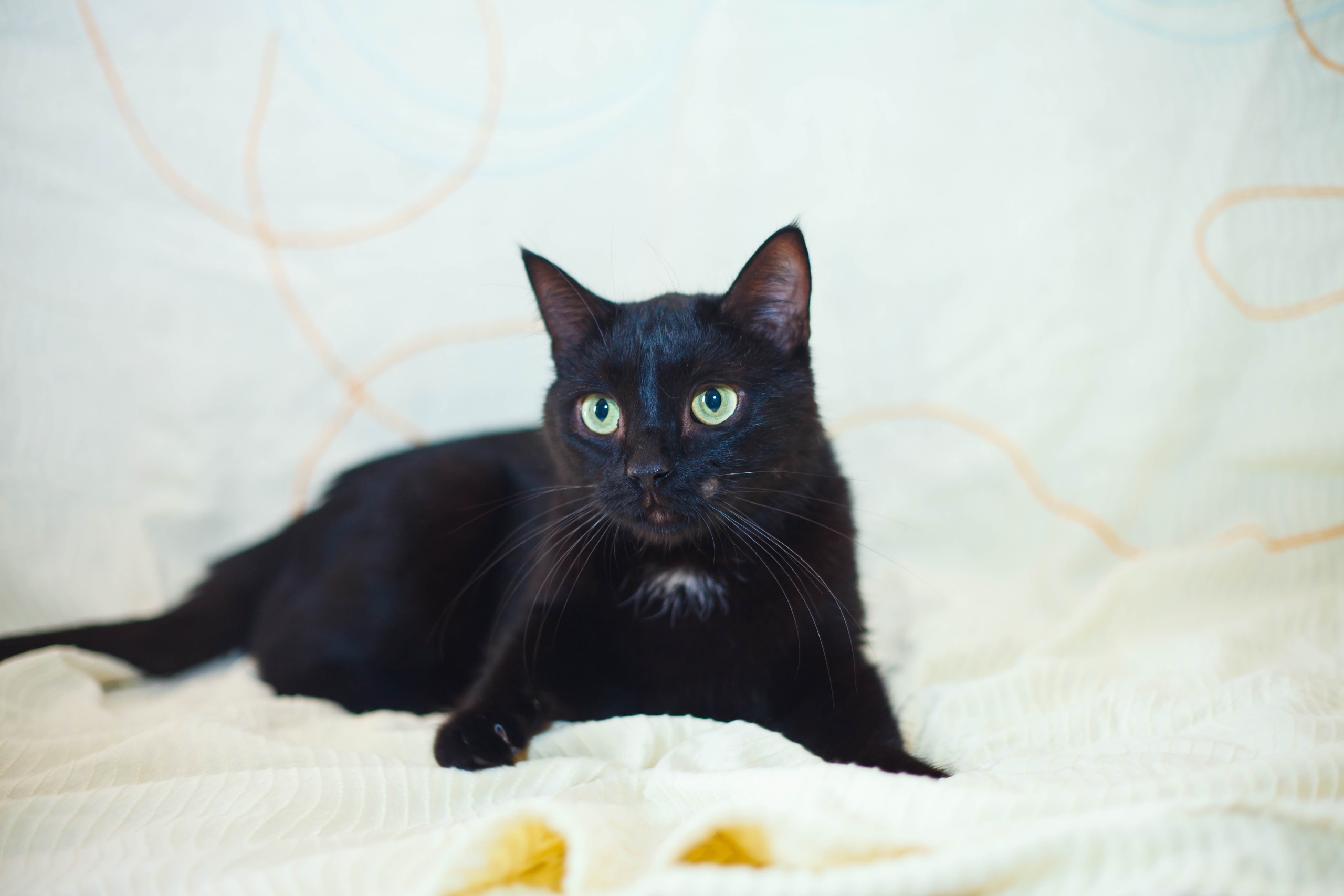 Животные ищут дом: собаки-охранницы и ласковые котики, которых вы можете взять к себе Животные ищут дом: собаки-охранницы и ласковые котики, которых вы можете взять к себе