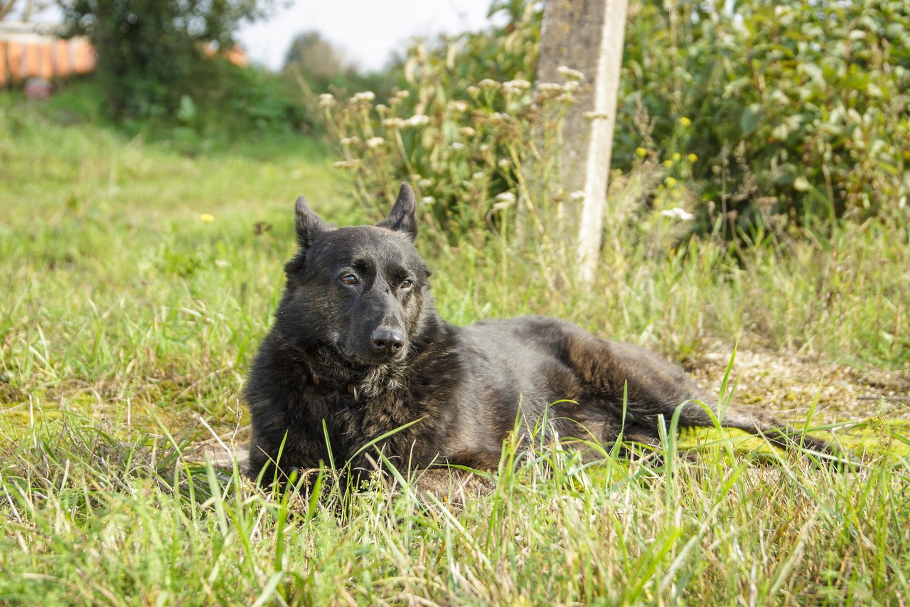 Животные ищут дом: собаки-охранницы и ласковые котики, которых вы можете взять к себе Животные ищут дом: собаки-охранницы и ласковые котики, которых вы можете взять к себе