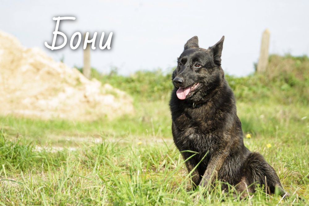 Животные ищут дом: собаки-охранницы и ласковые котики, которых вы можете взять к себе Животные ищут дом: собаки-охранницы и ласковые котики, которых вы можете взять к себе