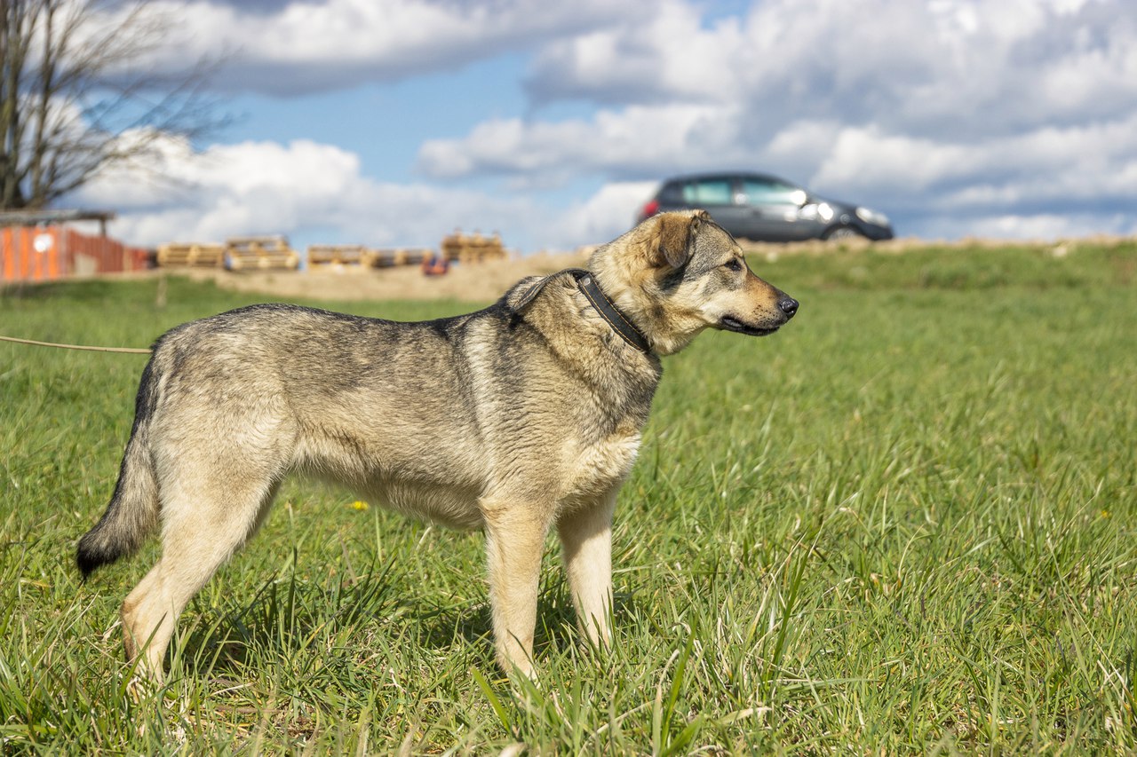 Животные ищут дом: собаки-охранницы и ласковые котики, которых вы можете взять к себе Животные ищут дом: собаки-охранницы и ласковые котики, которых вы можете взять к себе