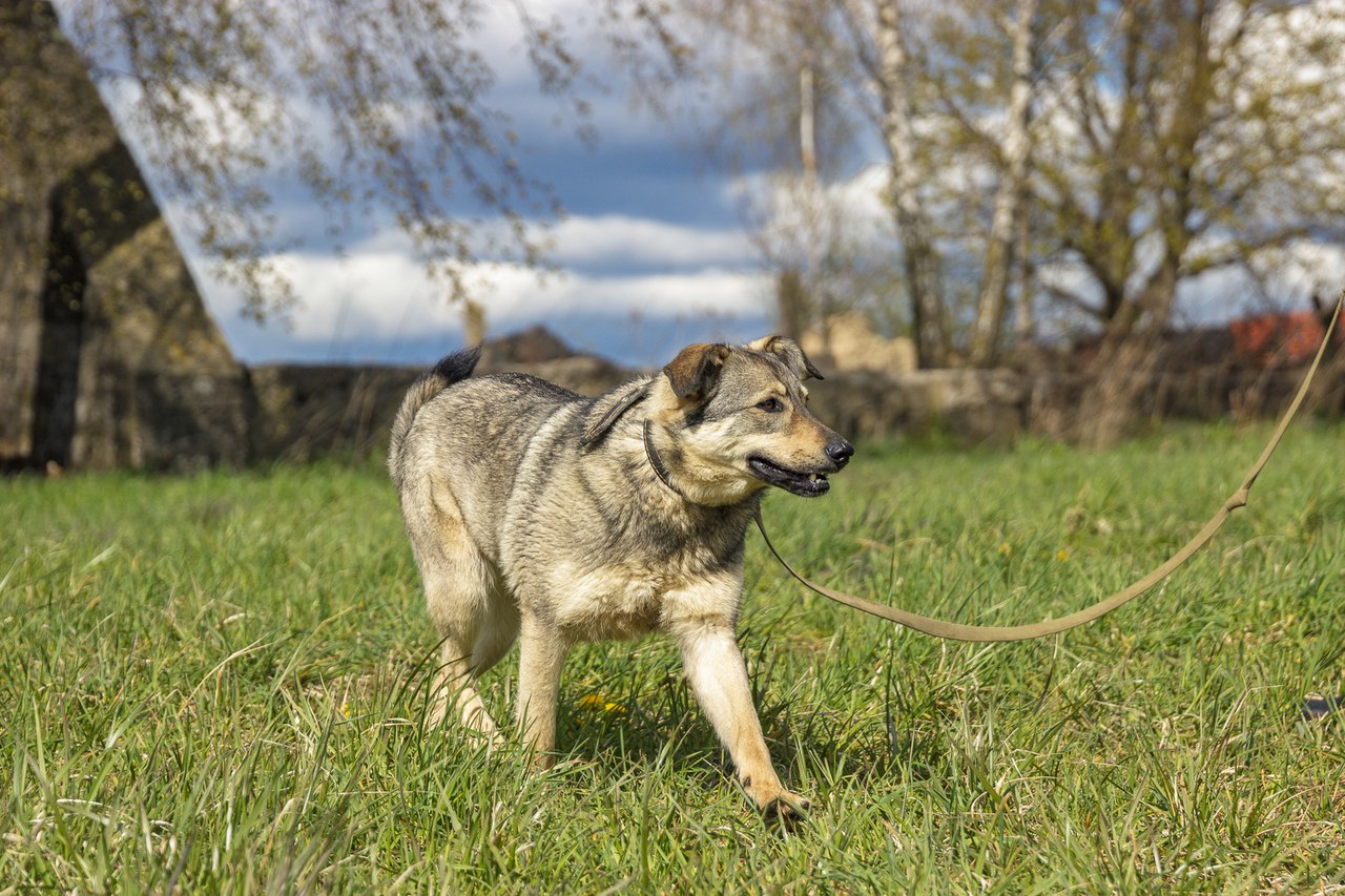 Животные ищут дом: собаки-охранницы и ласковые котики, которых вы можете взять к себе Животные ищут дом: собаки-охранницы и ласковые котики, которых вы можете взять к себе