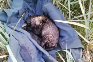 Под Волковыском спасли щенка, который едва не утонул в смоле, и теперь ищут для него хозяина