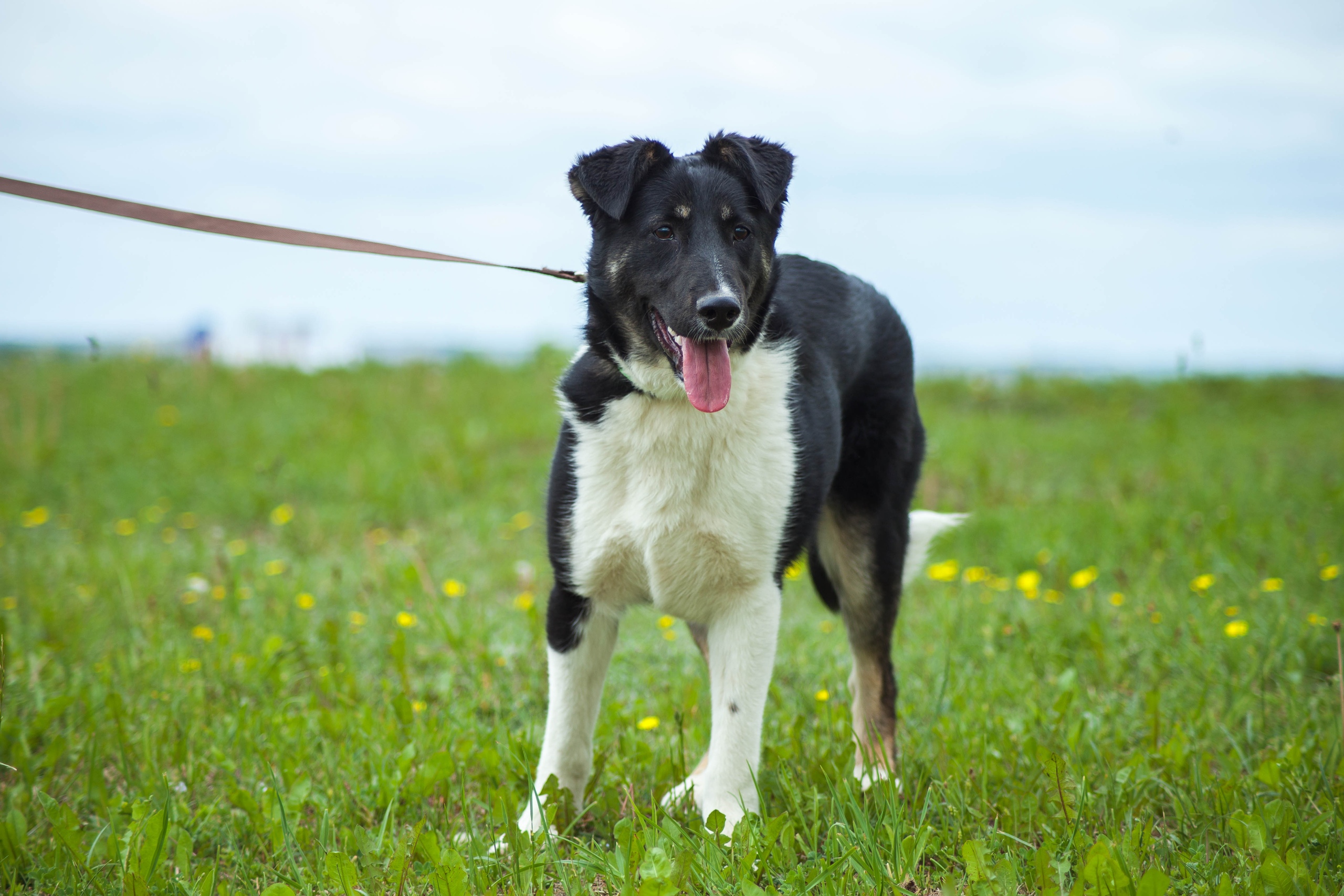 Животные ищут дом: вот какие собаки и котики ждут, когда вы их приютите Животные ищут дом: вот какие собаки и котики ждут, когда вы их приютите