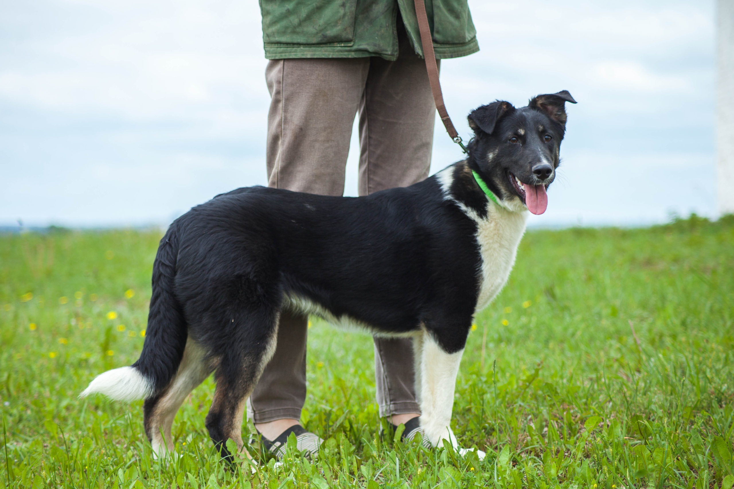 Животные ищут дом: вот какие собаки и котики ждут, когда вы их приютите Животные ищут дом: вот какие собаки и котики ждут, когда вы их приютите