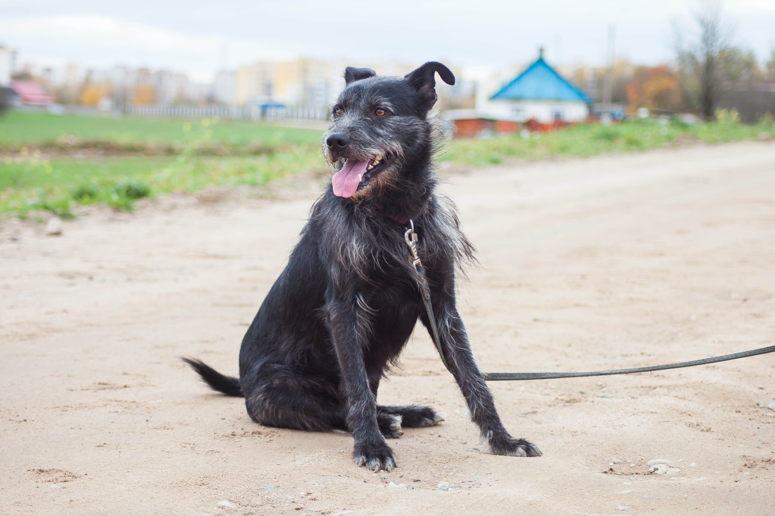 Животные ищут дом: вот какие собаки и котики ждут, когда вы их приютите Животные ищут дом: вот какие собаки и котики ждут, когда вы их приютите