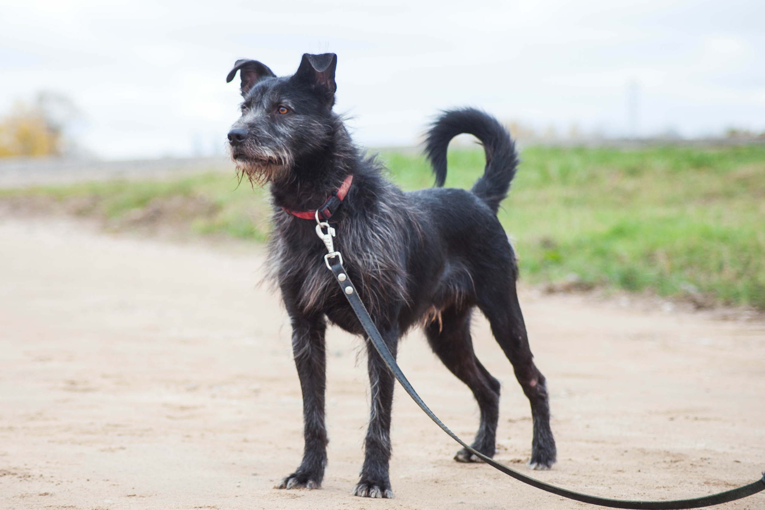 Животные ищут дом: вот какие собаки и котики ждут, когда вы их приютите Животные ищут дом: вот какие собаки и котики ждут, когда вы их приютите