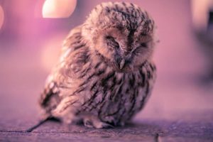 Ночью в центре Гродно гуляла маленькая сова. Фото