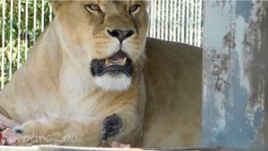 В Гродненском зоопарке впервые родился малыш гималайского медведя. Видео