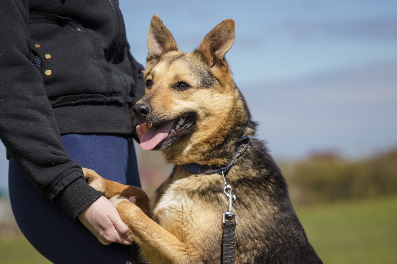 Животные ищут дом: щенки, собаки и кошки, которые ждут именно тебя Животные ищут дом: щенки, собаки и кошки, которые ждут именно тебя
