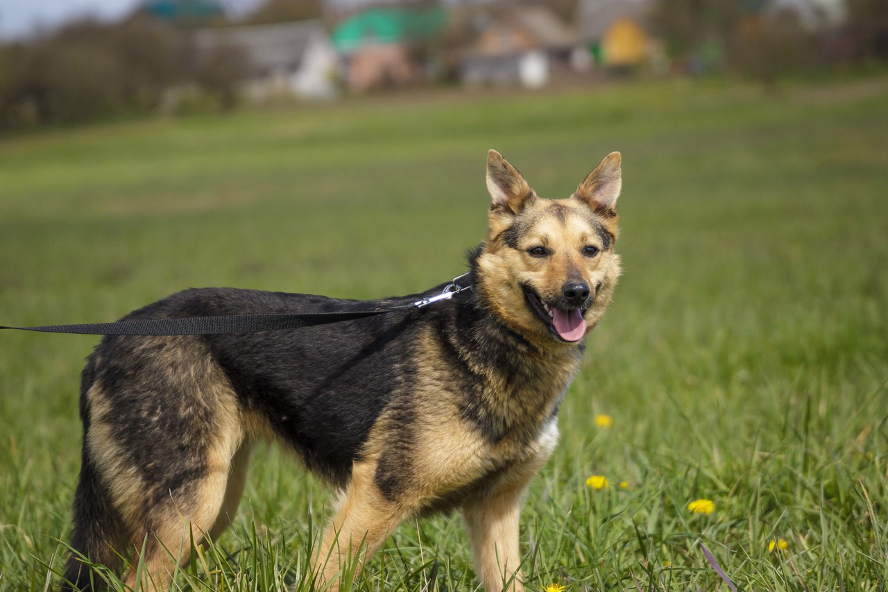 Животные ищут дом: щенки, собаки и кошки, которые ждут именно тебя Животные ищут дом: щенки, собаки и кошки, которые ждут именно тебя
