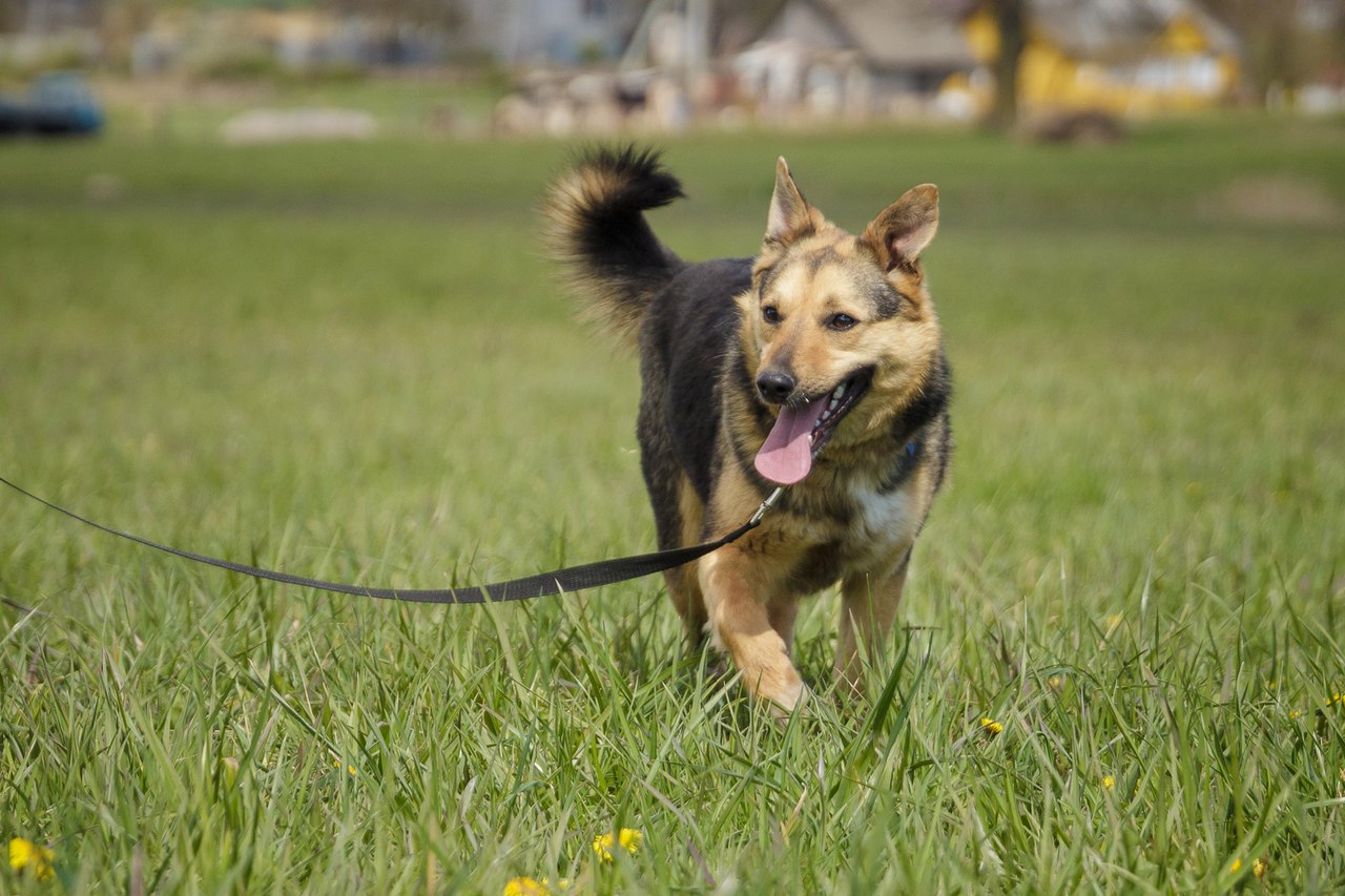 Животные ищут дом: щенки, собаки и кошки, которые ждут именно тебя Животные ищут дом: щенки, собаки и кошки, которые ждут именно тебя