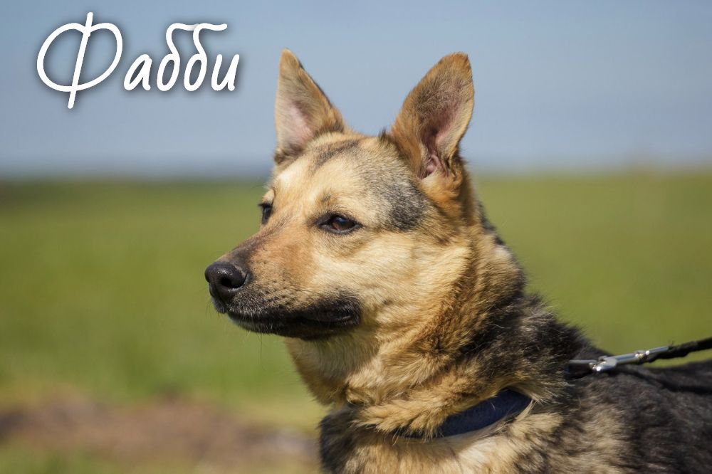 Животные ищут дом: щенки, собаки и кошки, которые ждут именно тебя Животные ищут дом: щенки, собаки и кошки, которые ждут именно тебя