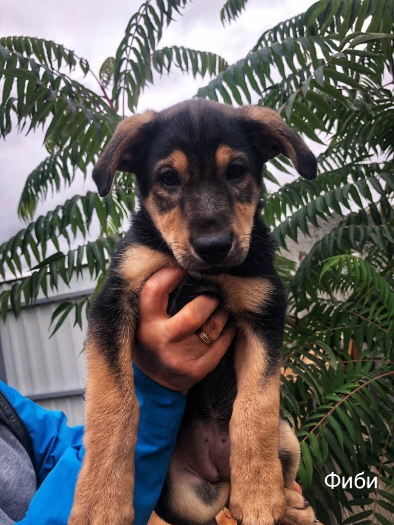 Животные ищут дом: щенки, собаки и кошки, которые ждут именно тебя Животные ищут дом: щенки, собаки и кошки, которые ждут именно тебя